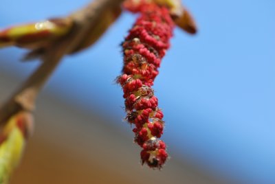 Populus androscoggin - topol Androscogův - květ